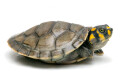 Podocnemis unifilis juvenil male